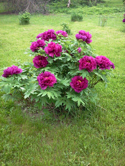 Yagumo Bush